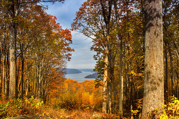 forest in autumn - kane stok fotoğraflar ve resimler