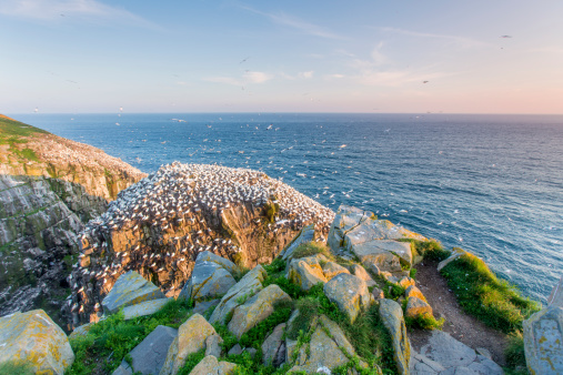 viewpoint at dusk; Cape St. Mary's Ecological Reserve with nesting gannets; Newfoundland, Canada