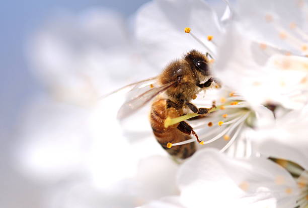 miele ape raccogliere polline dai fiori. macro tiro. - impollinazione foto e immagini stock