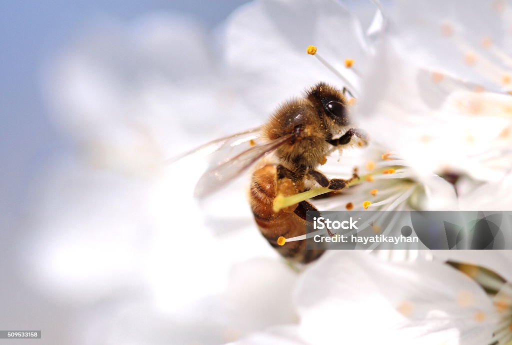 Honey bee collecting pollen from flowers. Macro shot. Natural vild life Bee Stock Photo