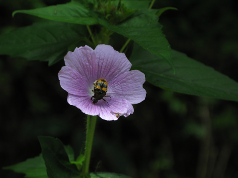 For the Mexican countryside it is very common to find this type of insects in Mexico we call them Quixotes, this time the insect seemed to mark its territory on the flower and a tiny spider was kept on the sidelines in the bode of the flower, consider that it was an original scene and take the photo.