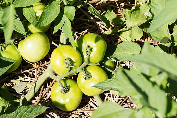 Cluster of green tomatoes in a vegetable garden with straw mulch.