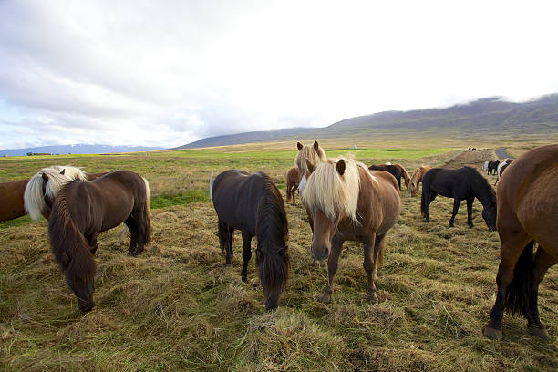Icelandic Horses Grazing stock photo