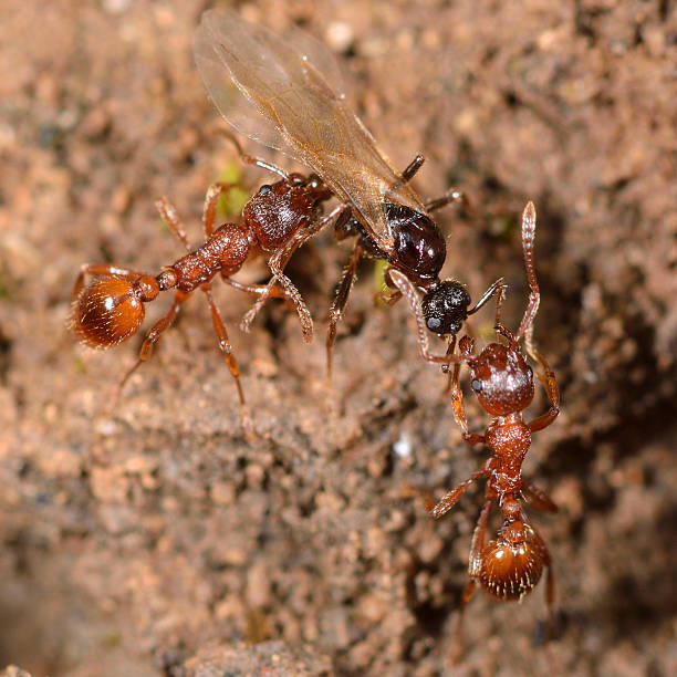Red and black ants fighting Common red ant (Myrmica rubra) workers attacking black garden ant (Lasius niger) winged male colony territory photos stock pictures, royalty-free photos & images