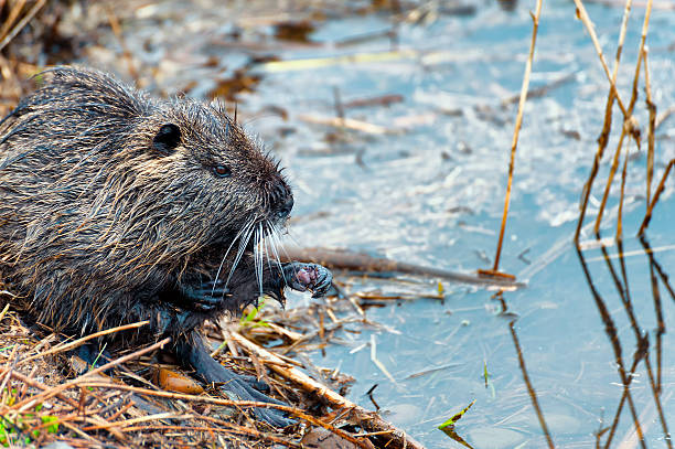 istock Close up of Nutria Rodent 509534060