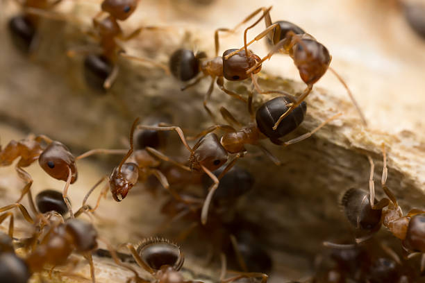 istock Brown tree ants, Lasius brunneus on wood 509534146