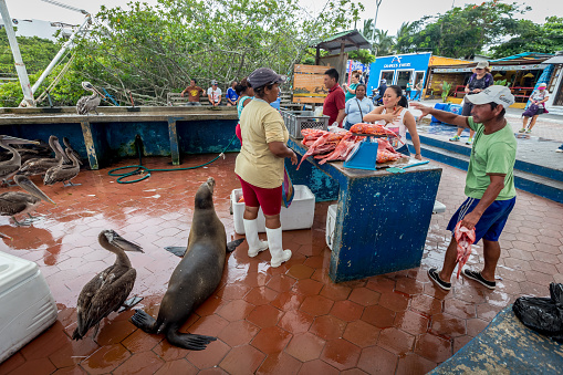 Galapagos, Ecuador - December 24, 2014: Pelicans and  Galapagos Sea Lion Beg for food at the Santa Cruz Fish Market.