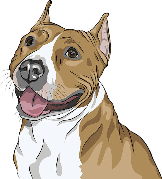 istock vector dog American Staffordshire Terrier breed smiles 509536827