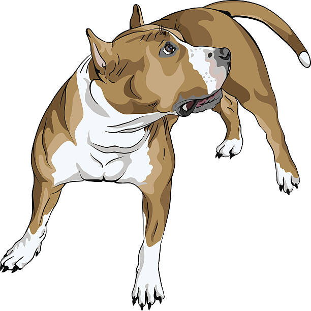 istock vector sketch dog American Staffordshire Terrier breed 509536829