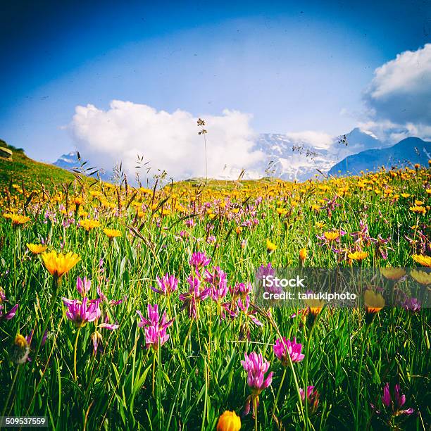 Mountain Blumen Stockfoto und mehr Bilder von Berg - Berg, Blume, Cross-Entwicklung