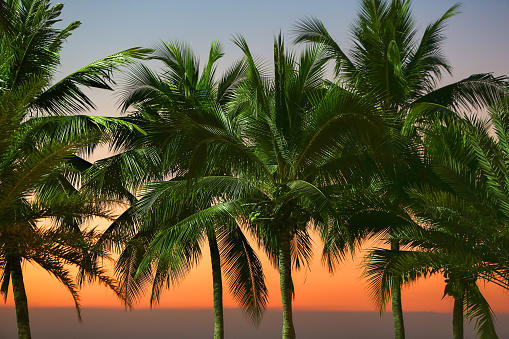 Row of palm trees under street lights with sunset sky and horizon line on the sea in the background, Pattaya beach, Thailand.