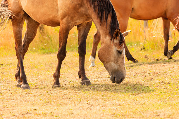 istock Majestic graceful brown horses in meadow. 509538476