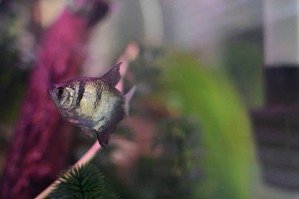 istock Black skirt tetra in an aquarium 509538520
