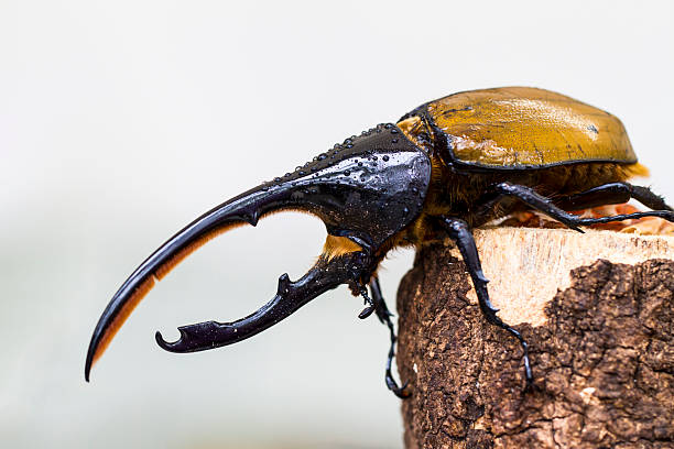 Hercules Beetle stock photo