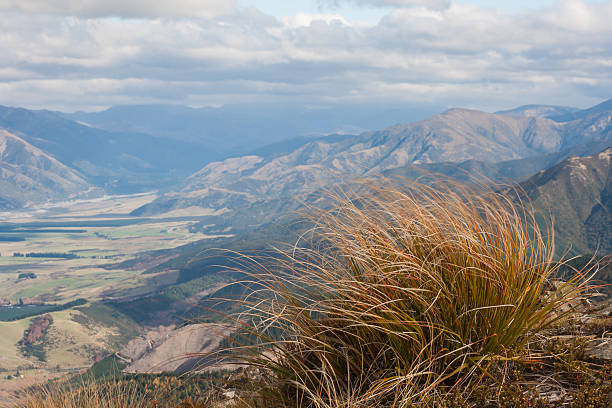 tussock in wind in Southern Alps