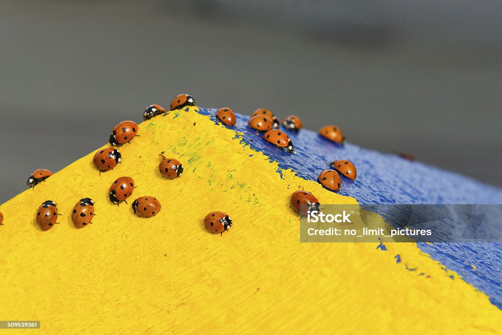 ladybug many ladybugs on a colored stone Animal Stock Photo