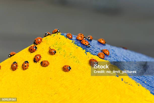 Ladybug Stock Photo - Download Image Now - Animal, Animal Themes, Clambering