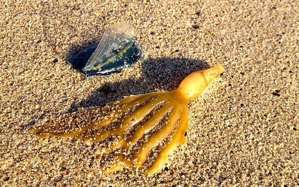 istock By-the-wind Sailor and sea weed on sand 509539789