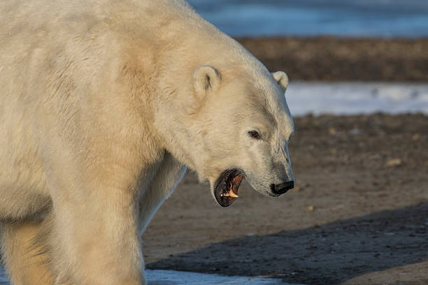 istock Polar Bear Yawning In Profile 509539942