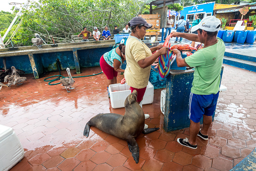 Galapagos, Ecuador - December 24, 2014: Pelicans and  Galapagos Sea Lion Beg for food at the Santa Cruz Fish Market.