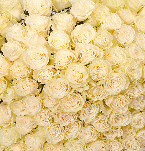 istock huge bouquet of white roses 509540040