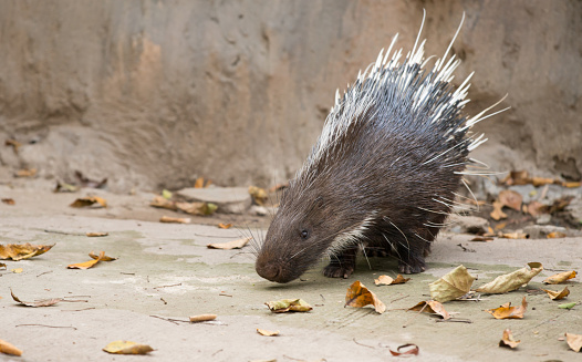 Malayan porcupine, Himalayan porcupine, Large porcupine (Hystrix brachyura)