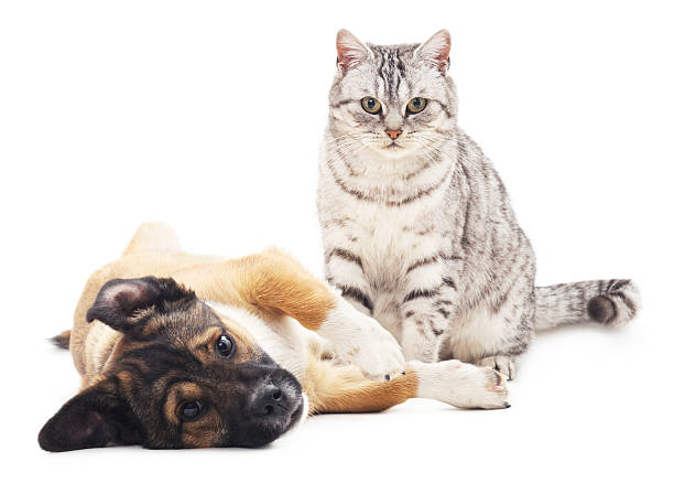 istock The gray cat and puppy. 509540210