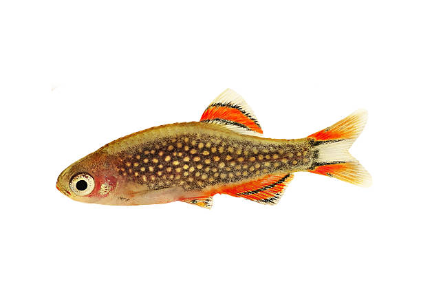 galáxia rasbora danio margaritatus, pérola danio aquário peixes - freshwater pearl imagens e fotografias de stock