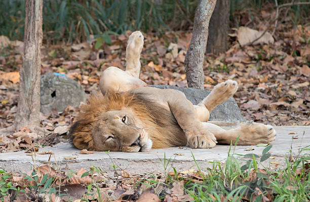 istock lion lying on the floor 509540504