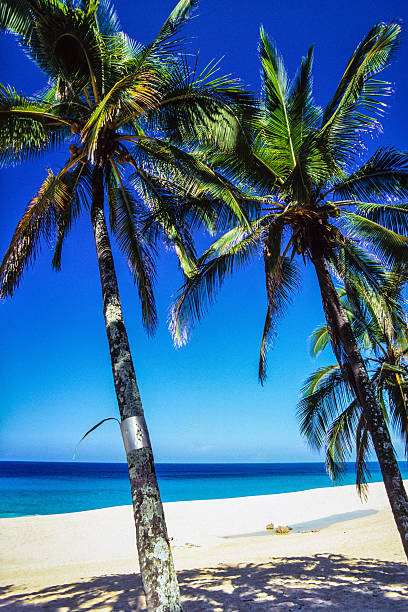 istock Coconut palms on the North Shore 509540671