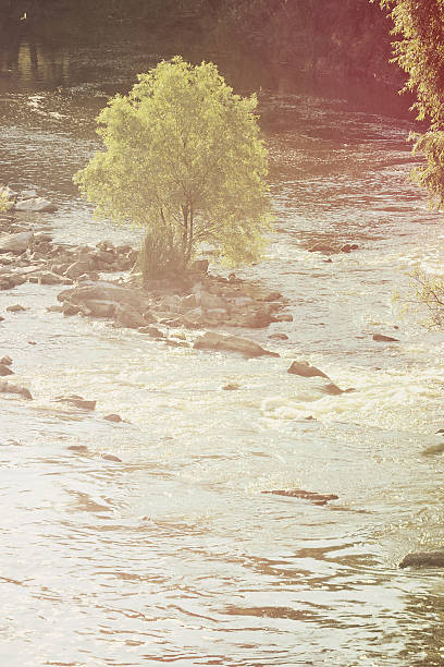 Tree with green leaves in the center of the river in summer, filter