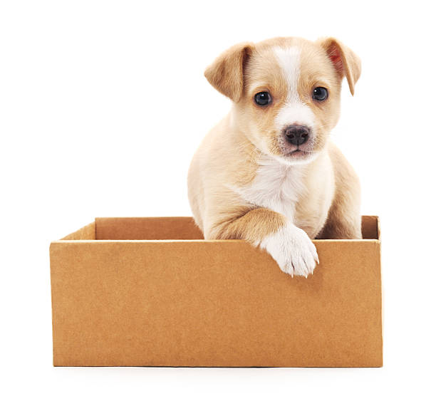istock Brown puppy in a box. 509541676