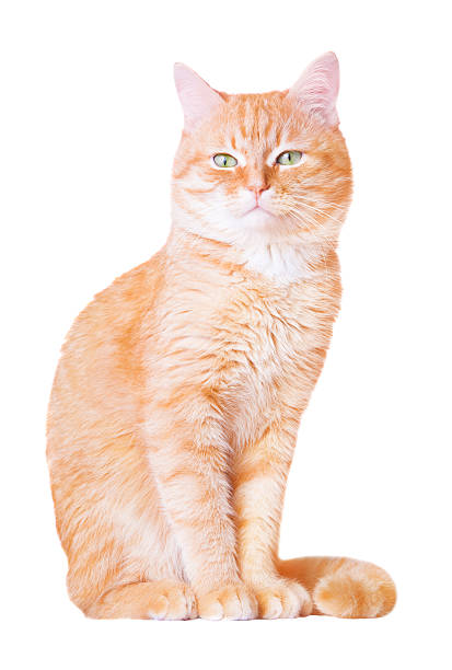 istock Pretty red young cat isolated on white 509545216
