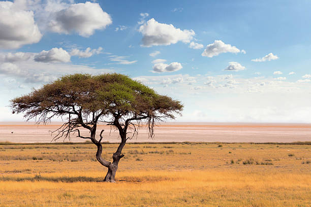 Typical large Acacia tree in the open savanna plains of East Africa, Botswana Hwankee