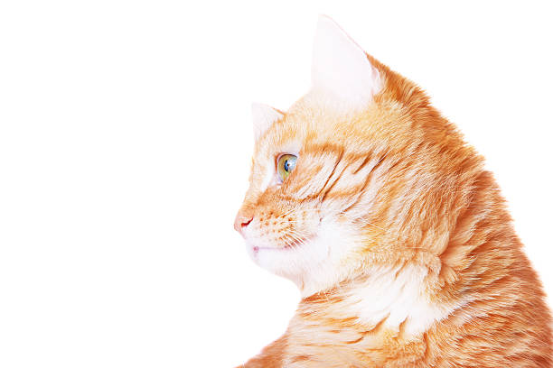 istock Red cat on a white background close-up 509545454