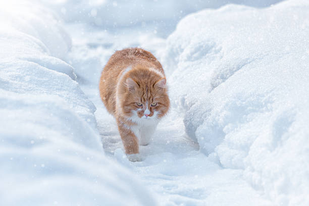 istock Ginger cat goes slowly on the beaten track. 509545630