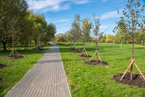 Young trees planted in the park along the paths for walking