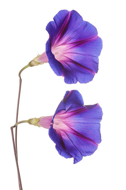 morning glory Studio Shot of Blue Colored Morning Glory Flowers Isolated on White Background. Large Depth of Field (DOF). Macro. deep focus stock pictures, royalty-free photos & images