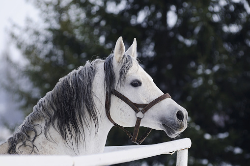 Grey Arabian stallion head in a halter