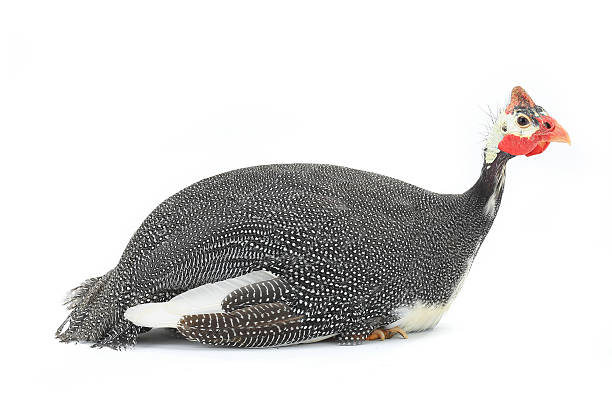 istock Guinea fowl 509548350