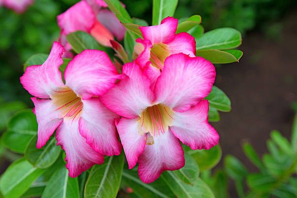 istock Beautiful flower adenium 509548974