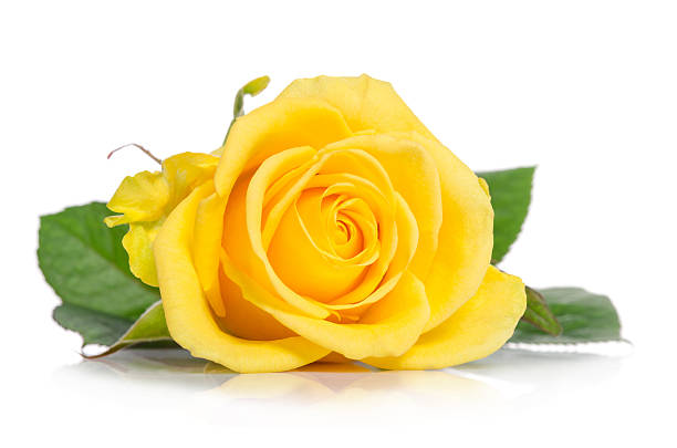 Yellow rose isolated on white background stock photo