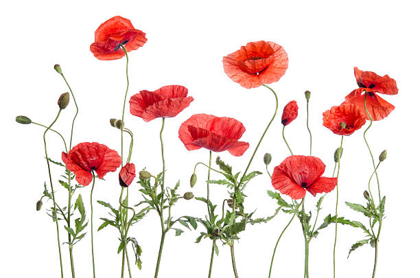 istock red poppies  isolated on white background 509549198
