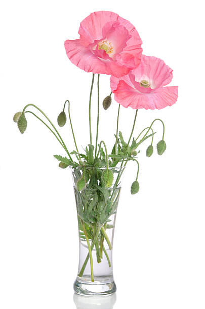istock pink poppies in glass vase 509549204