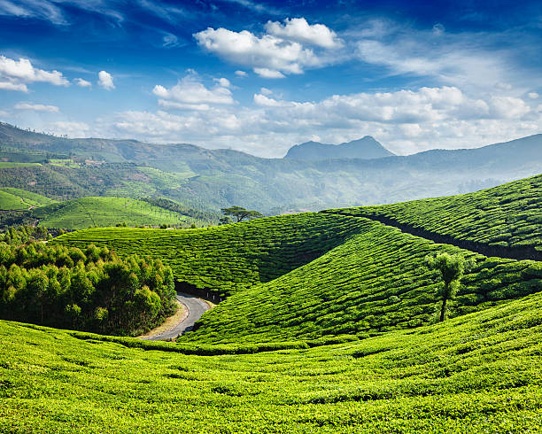 istock Tea plantations, Munnar, Kerala state, India 509550146