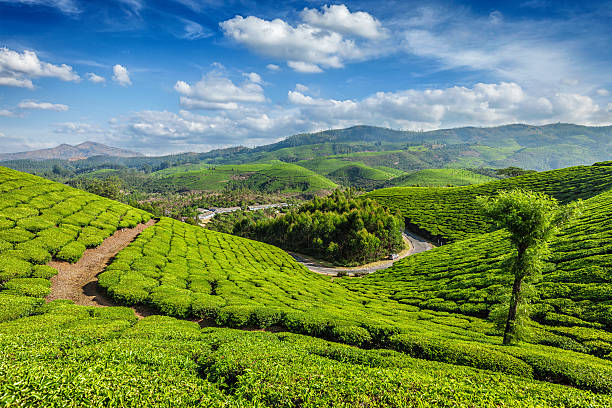 istock Tea plantations, Munnar, Kerala state, India 509550244
