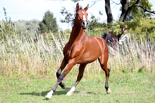istock Thoroughbred young stallion canter on summer meadow 509550282