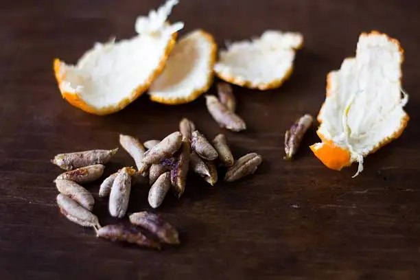 Seeds of date palm and rind of orange on a wooden background