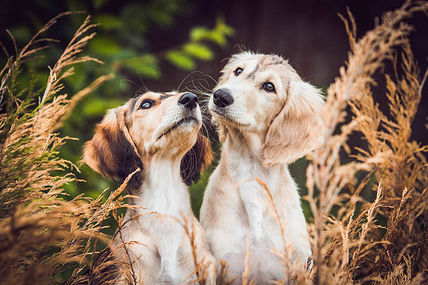 Two puppies Saluki Two puppies Saluki on the walk saluki stock pictures, royalty-free photos & images