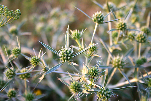 Green and spiky Sea Holly plant. Its scientific name is Eryngium Variifolium